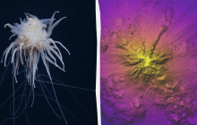 У побережья Чили ученые нашли "летающего спагетти-монстра": чем особенное такое существо