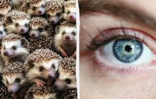 Все видят ежей, а надо найти кактус за 9 секунд: хитрая оптическая иллюзия