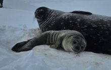 У полярников появился удивительный сосед: они показали милые фото новорожденного тюленя