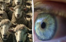 Коварная оптическая иллюзия: надо найти странное животное среди овец за 7 секунд