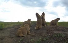 Таємниче життя кумедних тварин: екологи показали кадри з одеськими "новоселами" (фото)