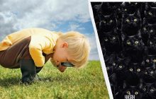 Фантастична оптична ілюзія: потрібно знайти кролика серед чорних кішок за 9 секунд