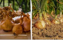 Урожайные и вкусные: 7 лучших сортов озимого лука по отзывам дачников