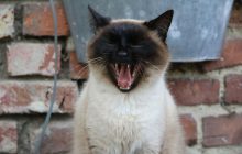Какие самые "болтливые" кошки: топ-5 пород