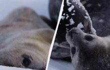 Полярники показали зворушливі кадри перших днів тюленятка: ім'я обирають у мережі (відео)