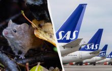 Мышь выпрыгнула на пассажирку самолета из бортовой еды: рейс пришлось экстренно посадить