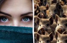 Треба за 5 секунд знайти дивну тварину серед диких кабанчиків: оптична ілюзія з хитринкою