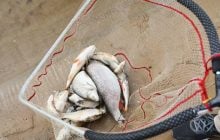Тонны мертвой рыбы: экологи посчитали сумму ущерба от загрязнения рек на Черниговщине