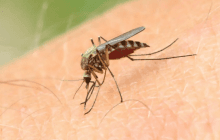 У Хмельницькому від гарячки Західного Нілу померла жінка: чому її не врятували