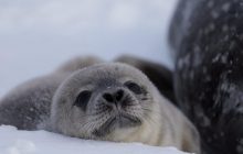 Українські полярники обрали ім’я для новонародженого тюленяти і показали свіжі фото