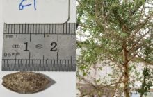 Ученые "воскресили" библейское дерево из 1000-летнего загадочного семени (фото)