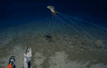 Ученые засняли огромного кальмара, "ходящего" на длинных конечностях в глубинах океана (видео)