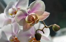 "Могут жить до 20 лет": эксперт поделилась секретом долгого цветения орхидей