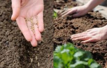 Когда и какие сидераты сеять осенью: 5 лучших вариантов для урожайной почвы