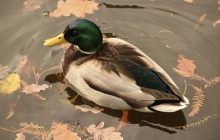 Антициклон над Україною: синоптик розказав, що буде з погодою на вихідних