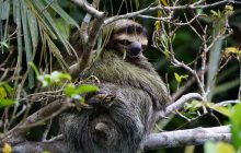 Ученые бьют тревогу: на грани вымирания оказались прелестные существа, живущие в Америке