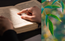 Ученые вырастили библейское дерево из таинственных семян, которому тысяча лет (фото)