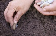 Когда сажать чеснок на зиму в 2024 году: по лунному календарю и огородным приметам