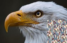 Надо найти гордого орла среди гусей за 7 секунд: оптическая иллюзия с уловкой