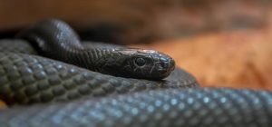 Підступність та оновлення: яка ви змія за знаком Зодіаку