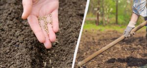 Що можна посадити під зиму, крім часнику: 10 кращих варіантів для городу