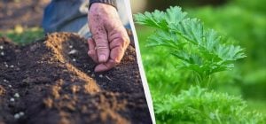 Когда и как сажать петрушку под зиму: ошибка, которая может стоить вам урожая