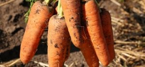 Эти сорта моркови - лучшие в Украине: урожайные, неприхотливые и сладкие, как мед