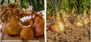 Урожайні та смачні: 7 найкращих сортів озимої цибулі за відгуками дачників