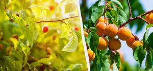 Какие деревья можно сажать осенью, а какие - весной: советы дачникам