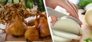 Можно ли хранить лук в холодильнике: почему опытные хозяйки так не делают