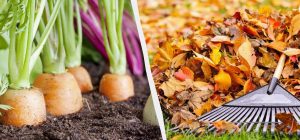 Посевной календарь на октябрь 2024: что обязательно сделать на участке