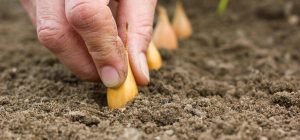 Когда сажать лук на зиму в 2024 году: по лунному календарю и огородным приметам