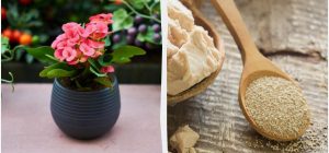 Подкормка для комнатных цветов из сахара и дрожжей: растение оживет на глазах