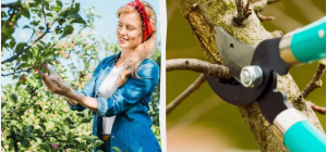 Эти 3 дерева обязательно нужно обрезать осенью: остальные трогать нельзя