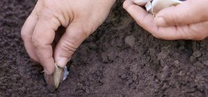 Коли садити часник на зиму у 2024 році: за місячним календарем і городніми прикметами