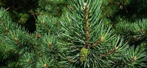 Жовтіє сосна: у чому причина і як поліпшити стан хвої