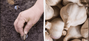 Озимий часник дуже любить це підживлення: його потрібно розсипати перед посадкою