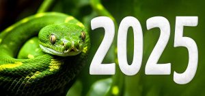 Чий рік 2025 за китайським календарем: прогноз для України, вдалі дні, заборони