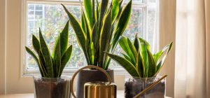 5 кімнатних рослин, які допоможуть позбутися плісняви у будинку