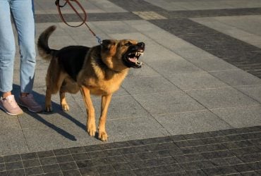 Допоможе один важливий трюк: експерт пояснив, як насправді зупинити гавкіт собаки