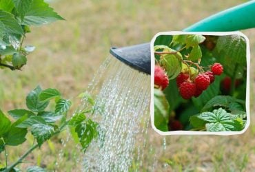 Как правильно поливать малину после сбора урожая: о чем забывают садоводы