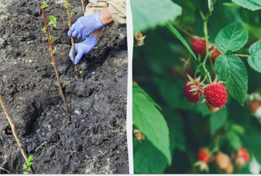 Всегда сажаю малину осенью: иммунитет крепче, а урожай - больше