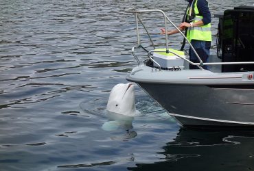 У Норвегії знайшли застреленим кита, який працював на російську розвідку, - Sky News