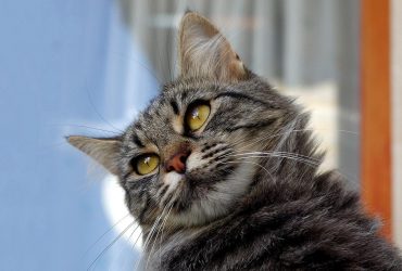 Что делать, чтобы коты перестали гадить на участке: эксперт назвала 4 способа