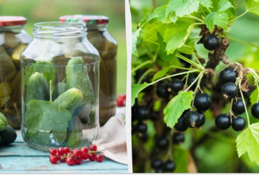 Хрустящие и ароматные огурцы на зиму со смородиной: рецепт с уксусом и без