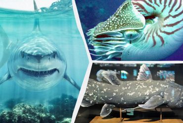 І людей переживуть: біолог назвав тварин, які пройшли крізь усі великі вимирання на Землі