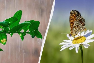 11 сентября погода удивит украинцев контрастами (карта)