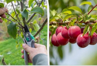 Як обрізати сливу для плодоношення наступного року: 8 основних правил