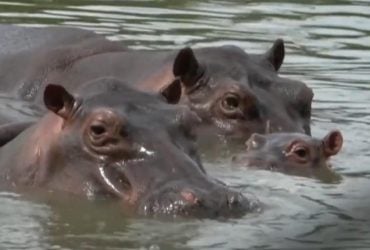 Кокаиновые бегемоты Пабло Эскобара достали жителей Колумбии: суд вынес решение