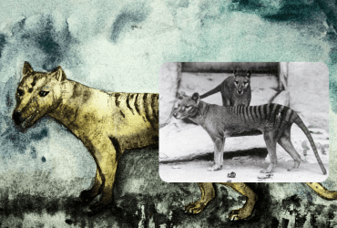 В Австралії знайшли предка вимерлого тасманійського тигра, який жив 25 млн років тому